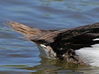 Goldeneye (Tail) - pic by Nigel Key